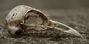 Bird Skull